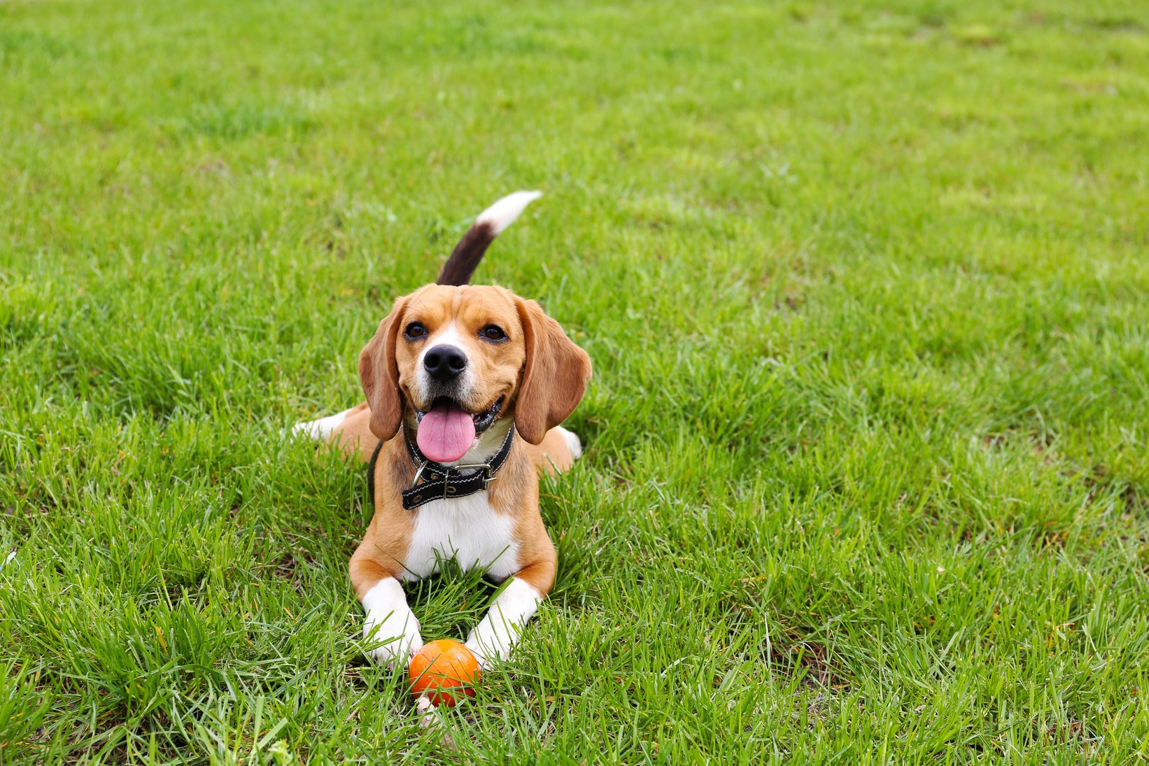 Pet Dog in Park