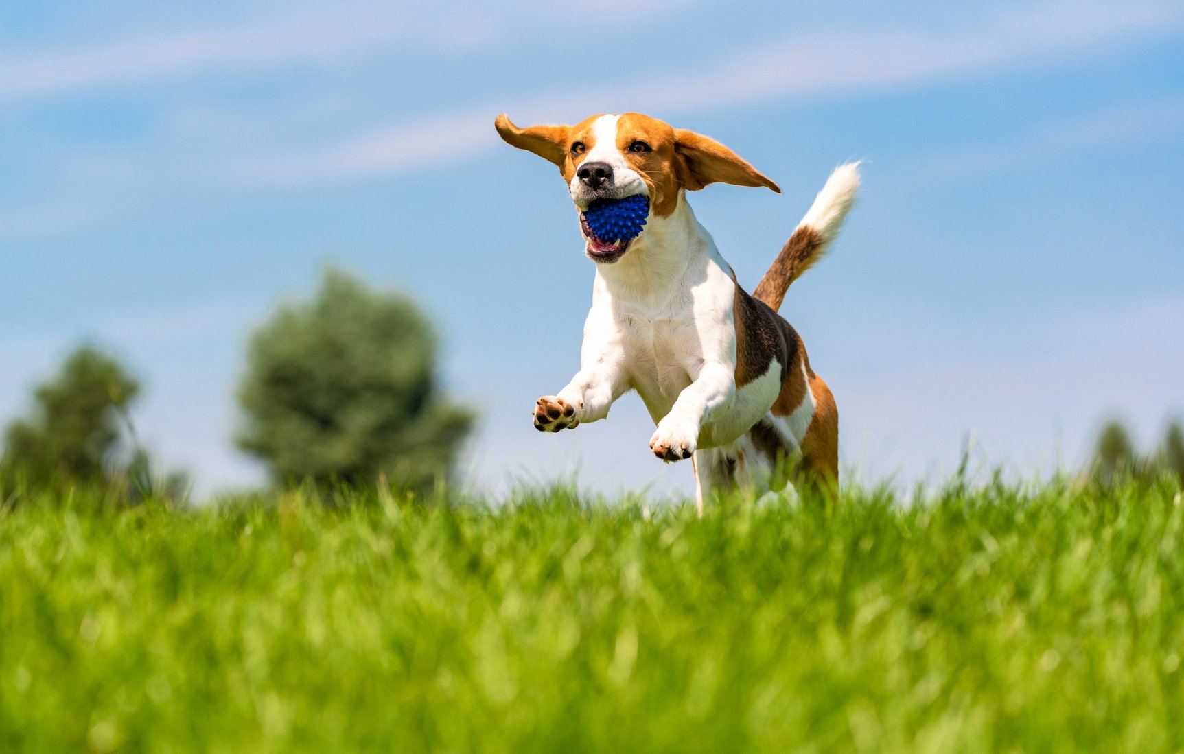 Beagle Dog Fun in Garden Outdoors