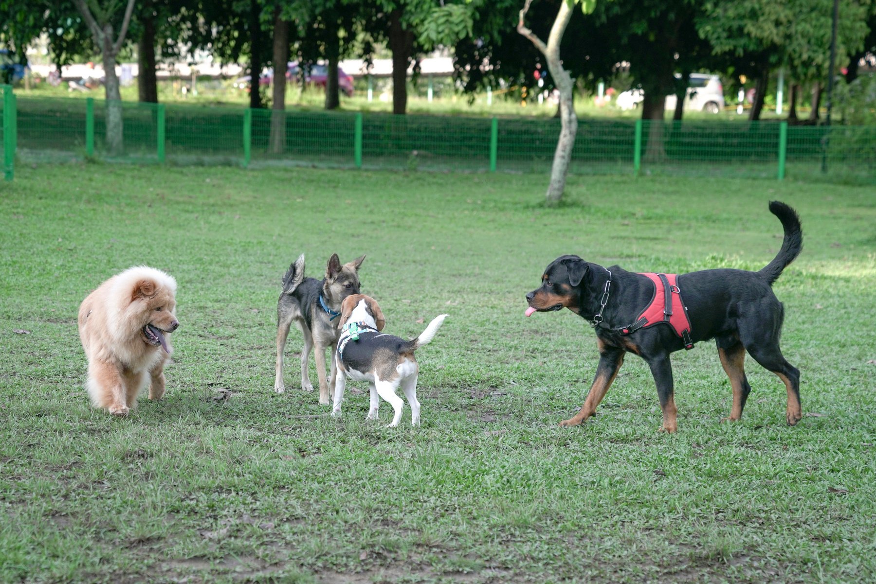 Dog Park, Group of Dogs of Different Breed Playing Together