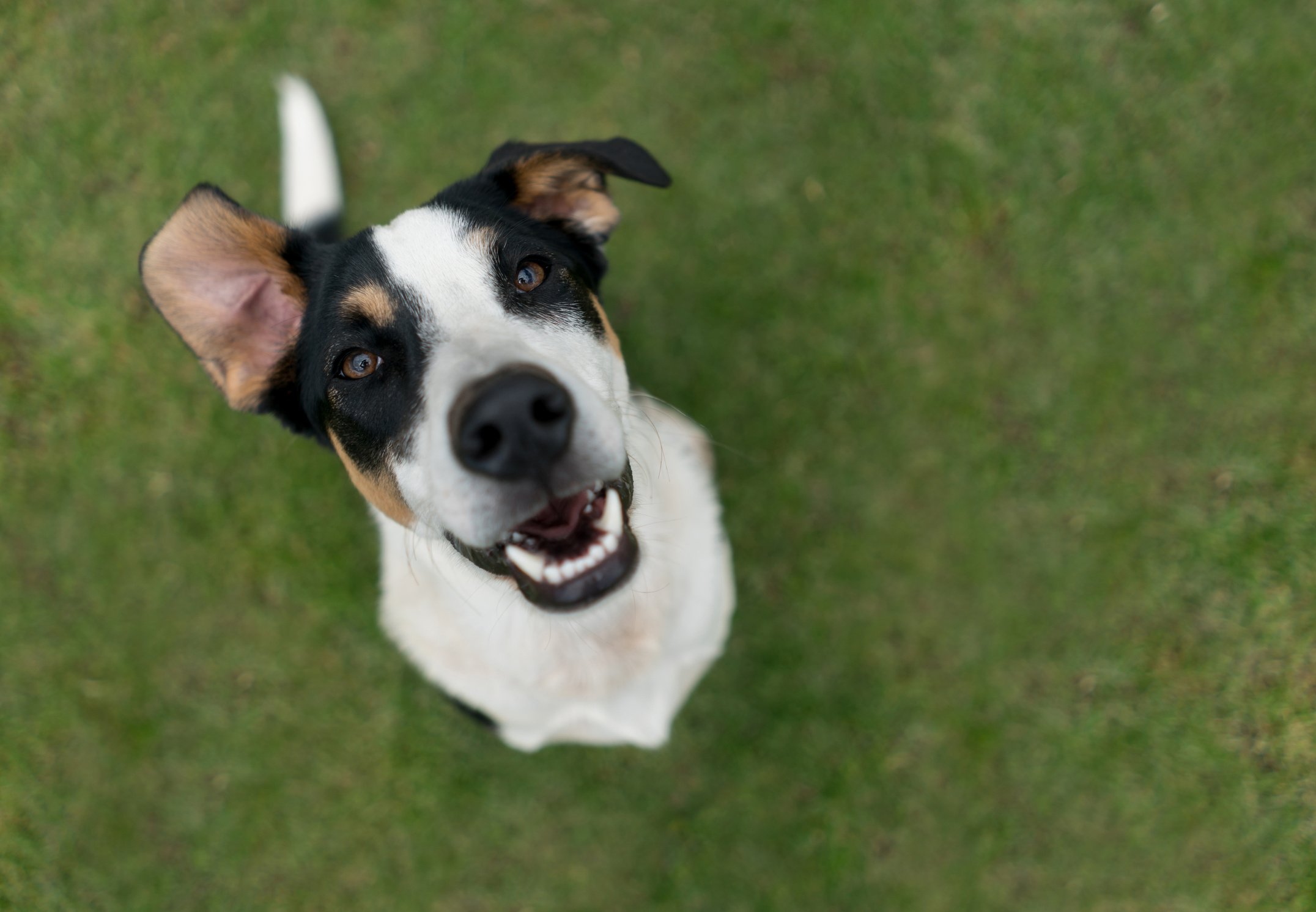 Lovely mutt dog at the park