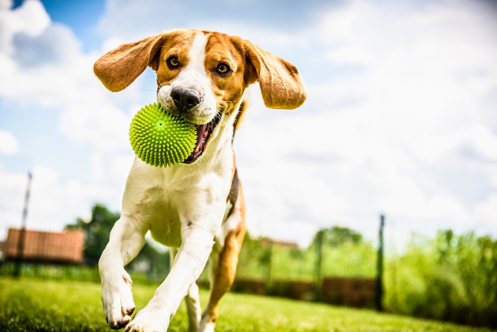 Beagle Dog Running